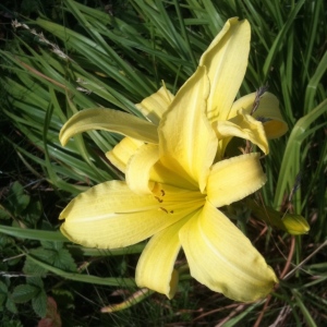 A day lily that has been slow to blossom. To my delight it is yellow rather than orange.